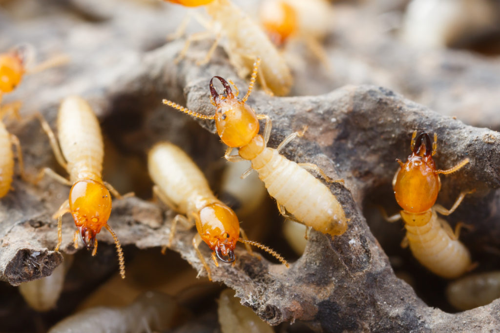 pest control - termite treatment